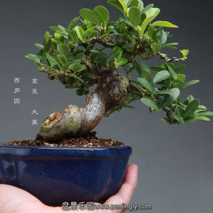 bonsai14100912.jpg