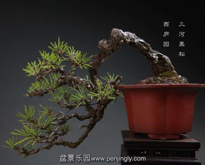 bonsai1410112.jpg