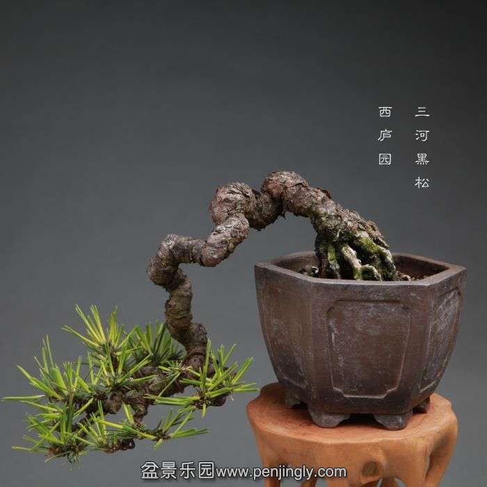 bonsai1410116.jpg