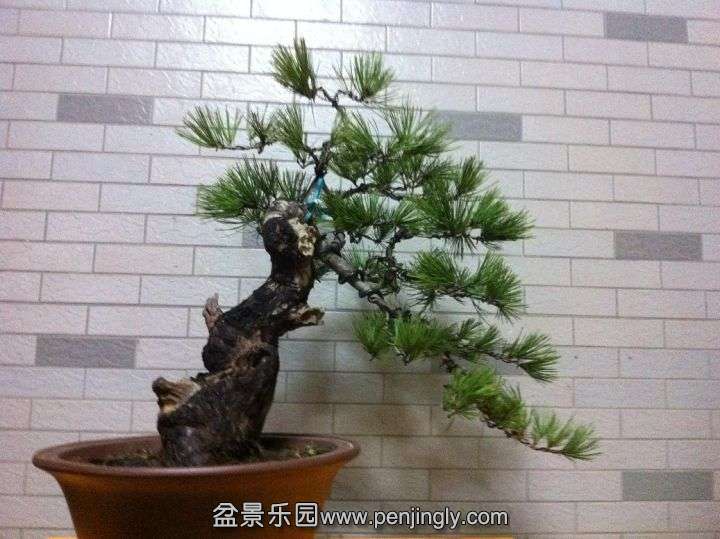 215840wgy844btoteeou9o_jpg_thumb.jpg