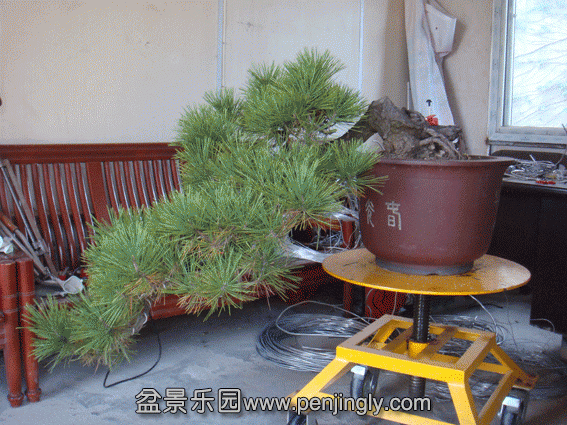 DSC07395.gif