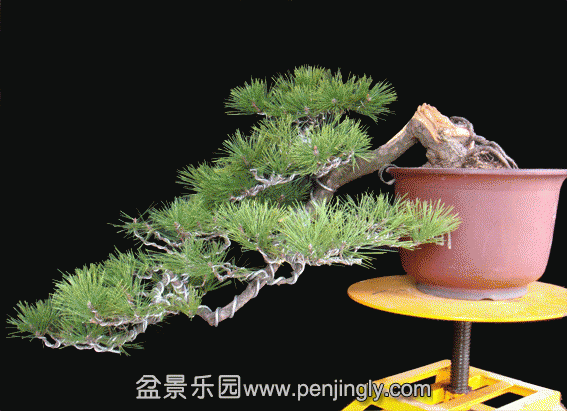 DSC07415.gif
