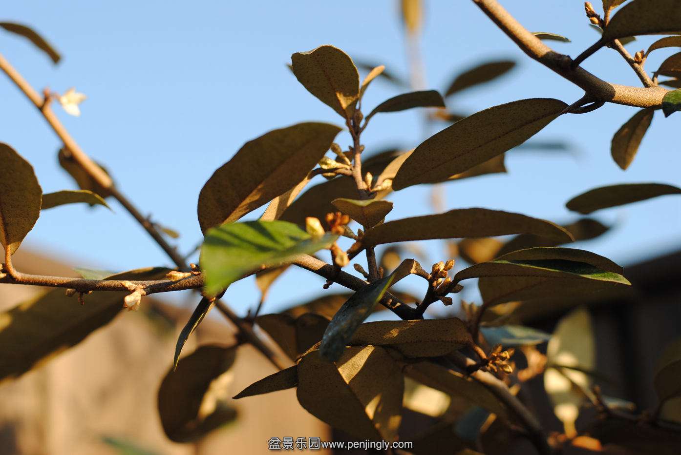 DSC_2244.JPG