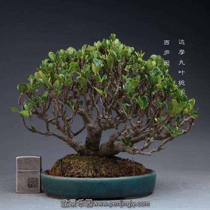 bonsai14102301.jpg