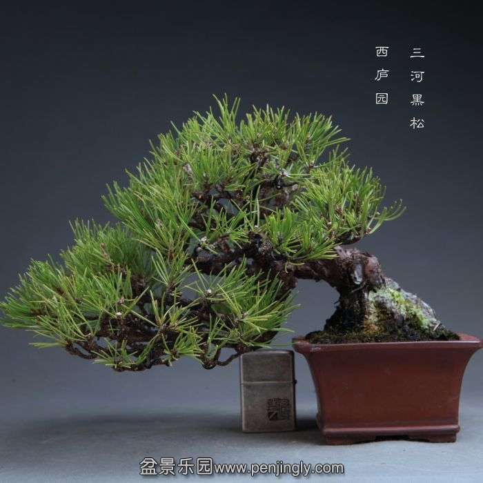 bonsai14102317.jpg