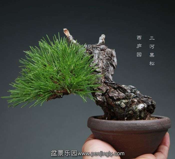 bonsai14102324.jpg