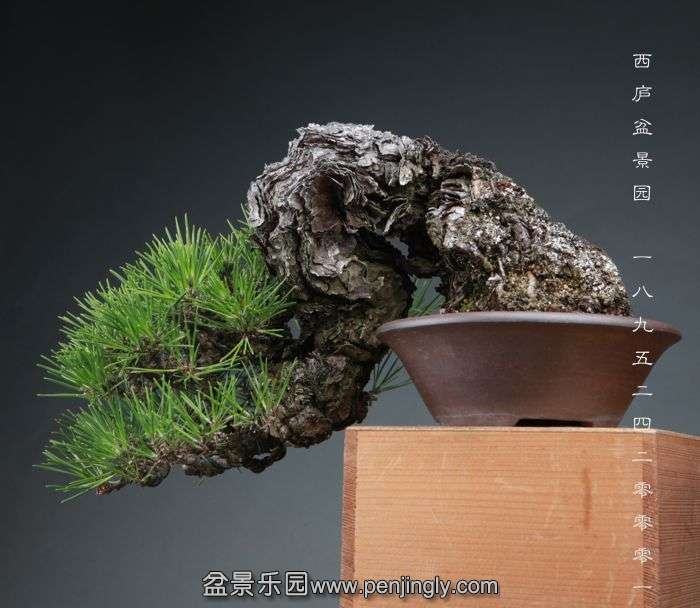 bonsai1410241.jpg