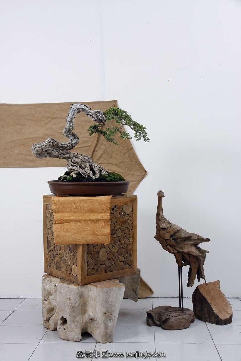 HR_067Bonsai.JPG