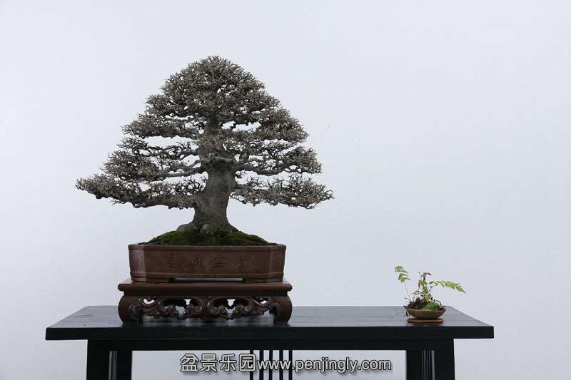 HR_082Bonsai.JPG