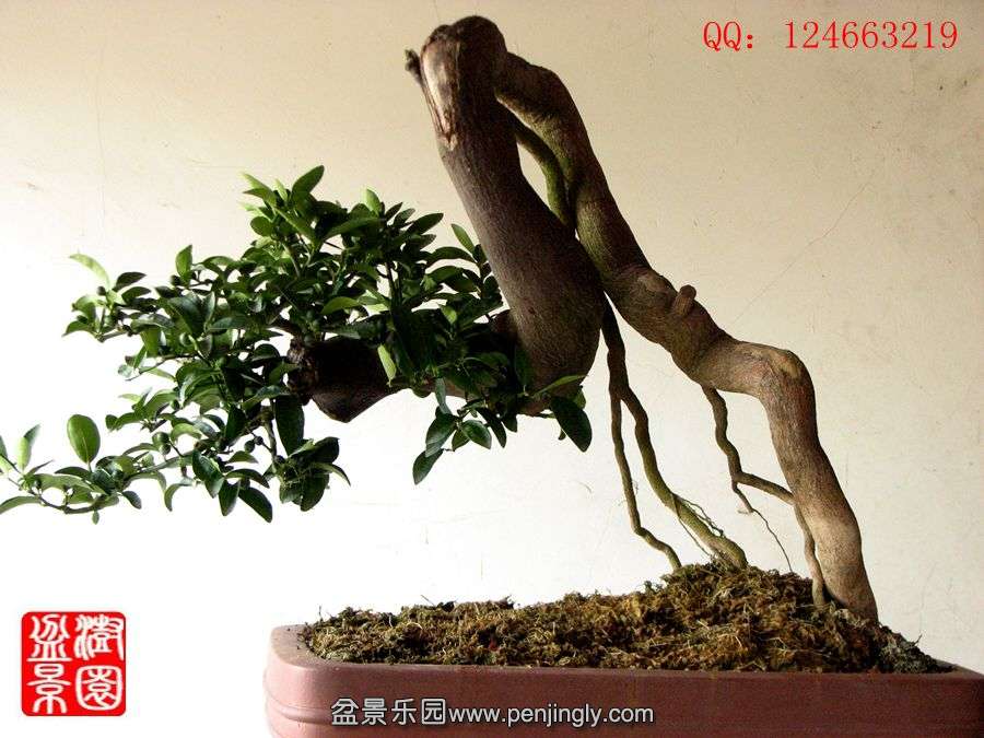 IMG_0215_.jpg