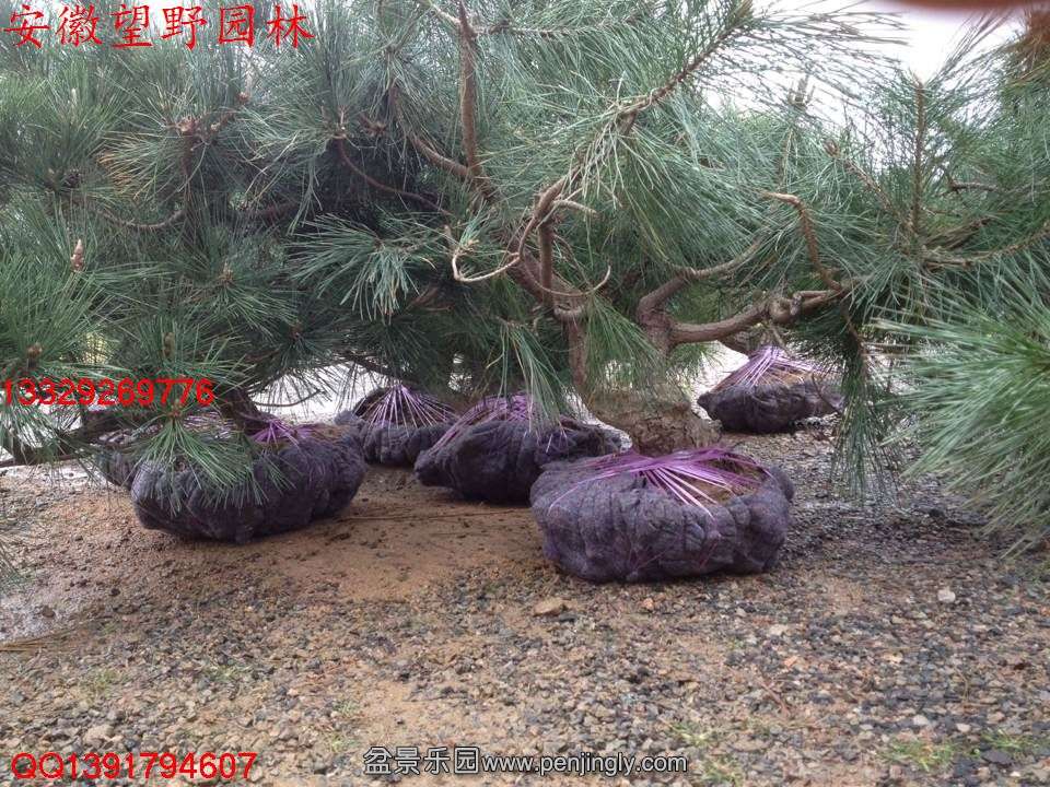 87A5D9DAC0F03C7C6A63A0C7E36E9F6A.jpg