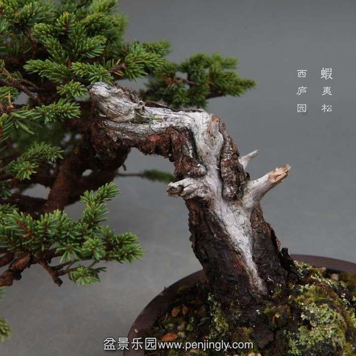 bonsai1411015.jpg