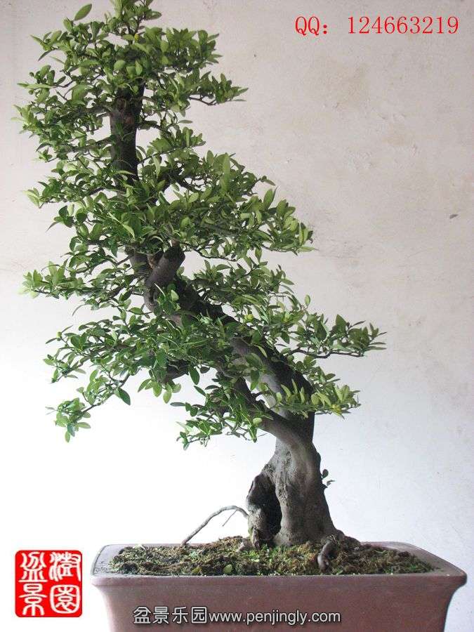 IMG_0303_.jpg
