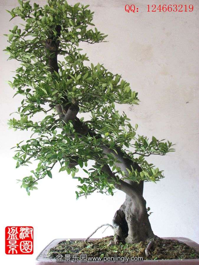 IMG_0309_.jpg