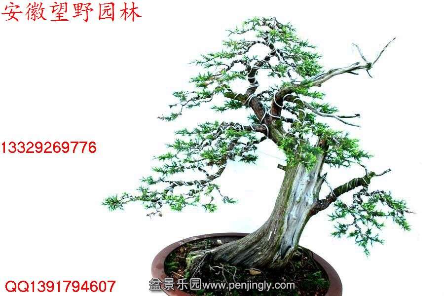 45DE0E8D204082DB36070E5E90709F5C.jpg