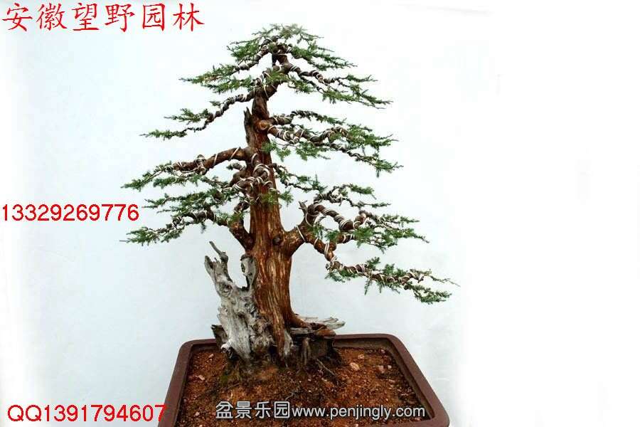 48CA07D12AE858878BE15001B5B86252.jpg