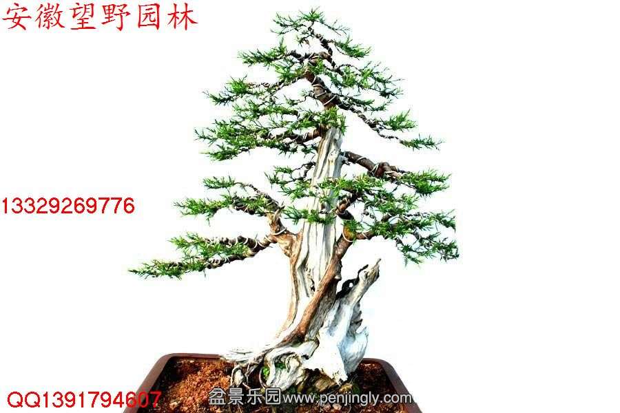 B13CF715103190BB9AB476F4C9E589C8.jpg
