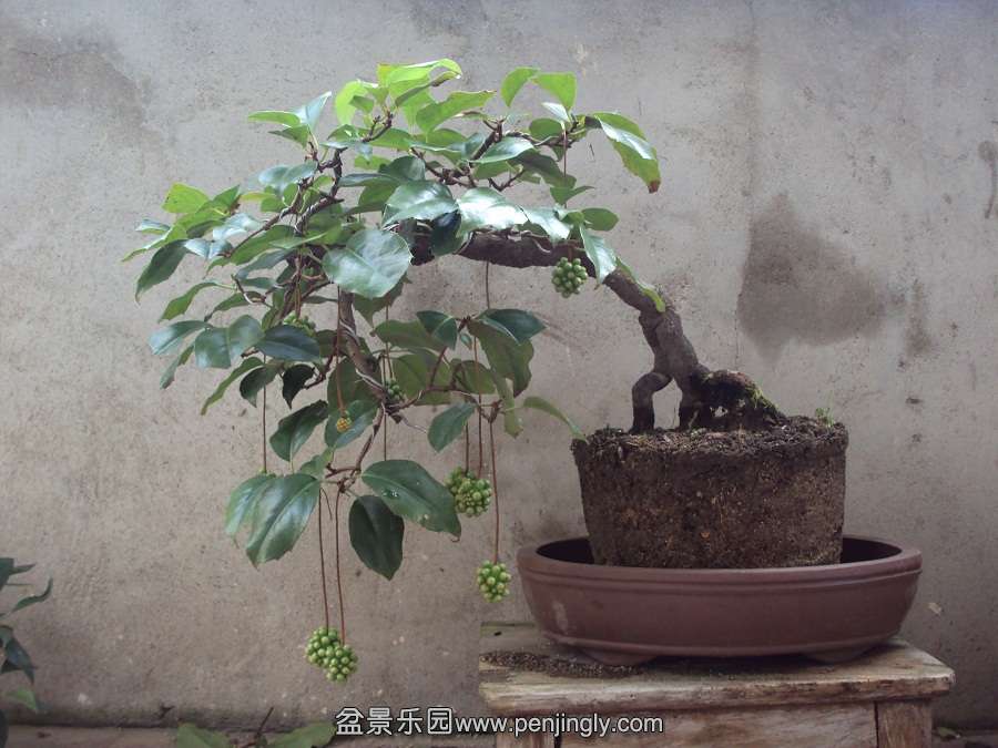 DSC03921.JPG
