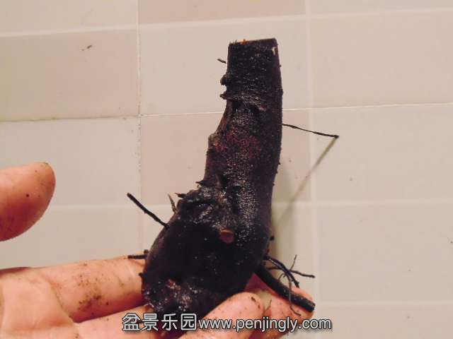 DSC05217.JPG