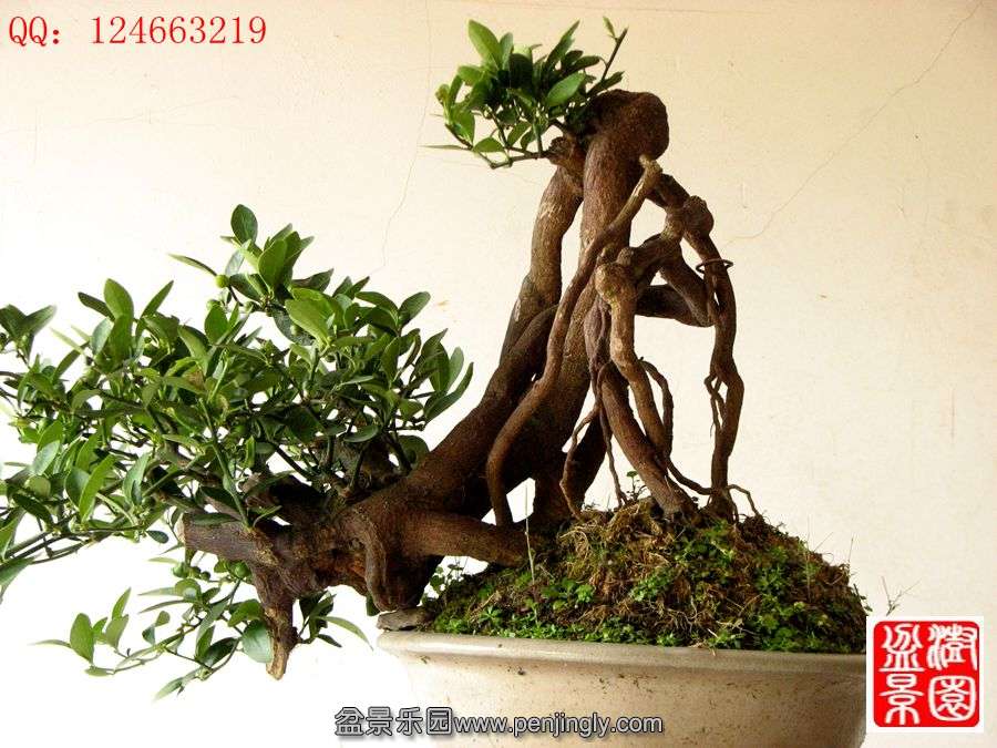 IMG_0381__.jpg