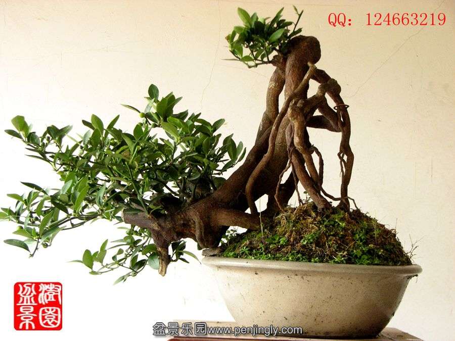 IMG_0384__.jpg