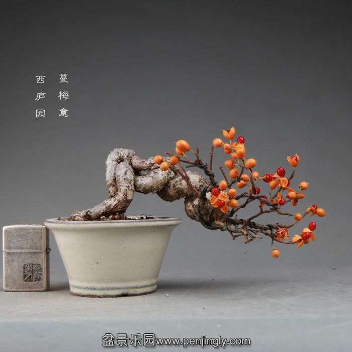 bonsai14111102.jpg