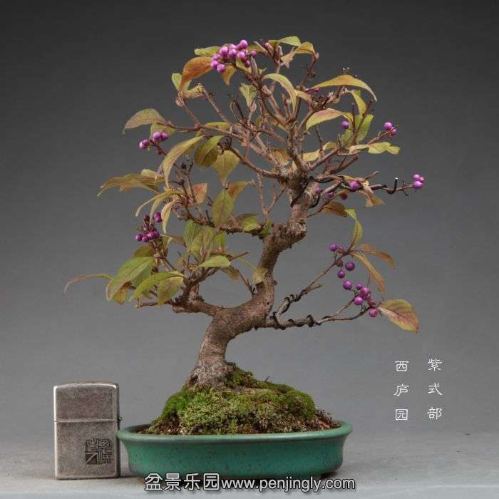 bonsai14111106.jpg