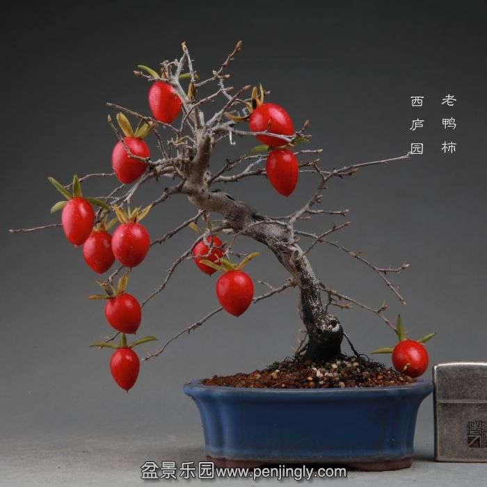 bonsai14111108.jpg