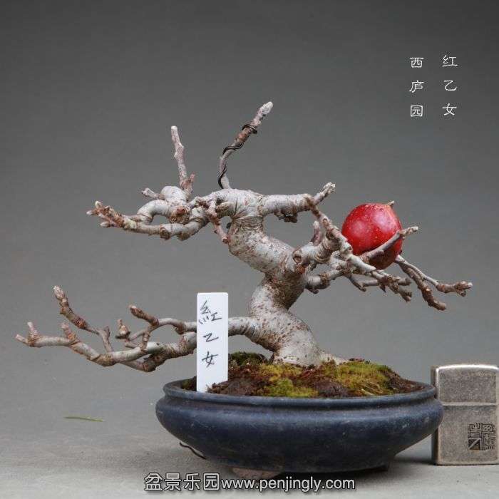 bonsai14111122.jpg