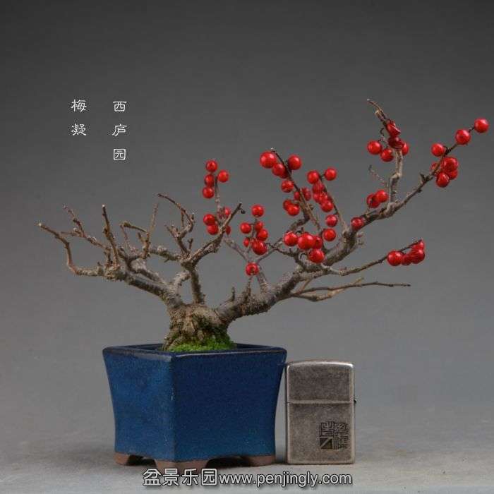 bonsai14110711.jpg