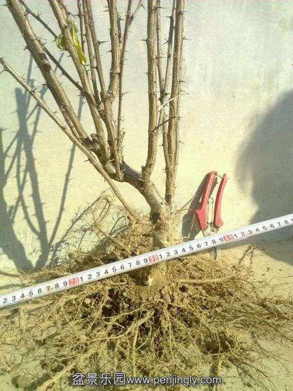 ͽȸ_ֻľ_ٶ_imgsrc.baidu.com_3.jpg
