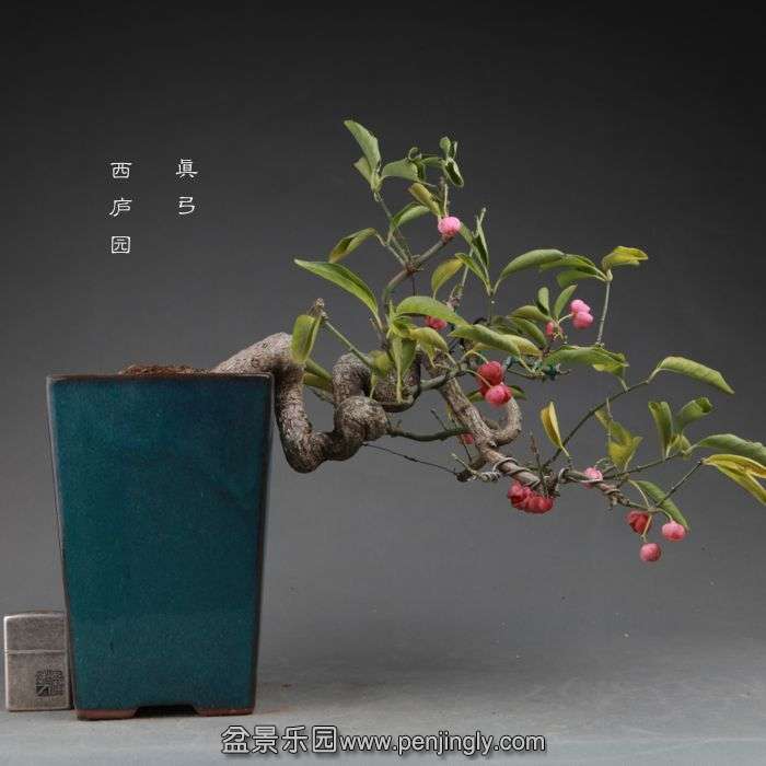 bonsai141112B01.jpg