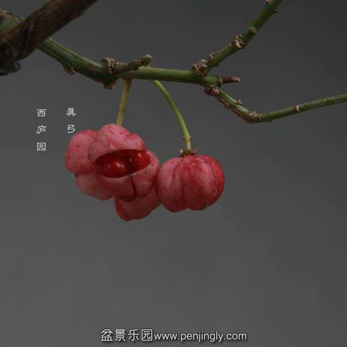 bonsai141112B03.jpg