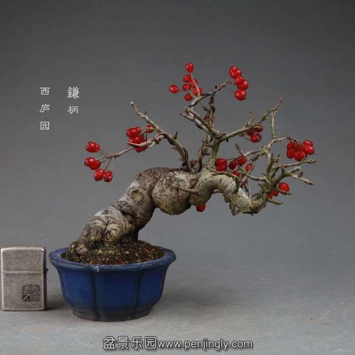 bonsai141112B04.jpg