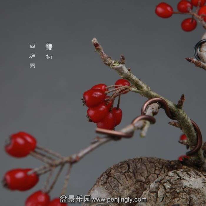 bonsai141112B05.jpg