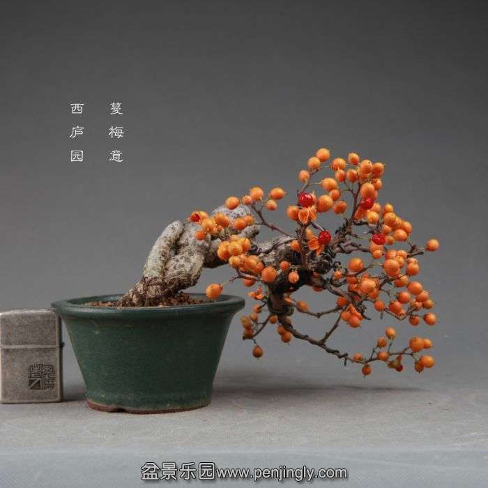 bonsai141112B08.jpg