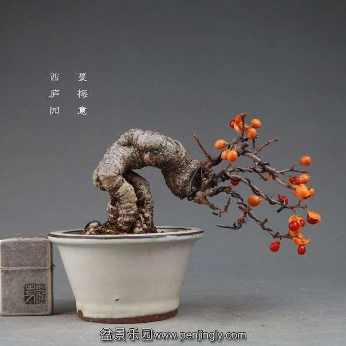 bonsai141112B11.jpg