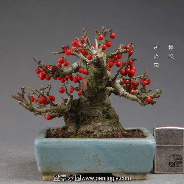 bonsai141112B16.jpg
