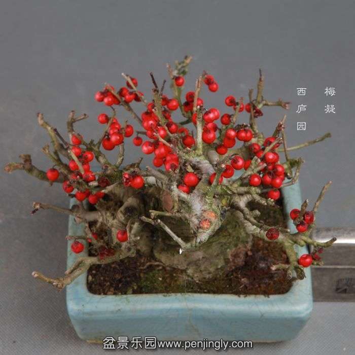 bonsai141112B17.jpg