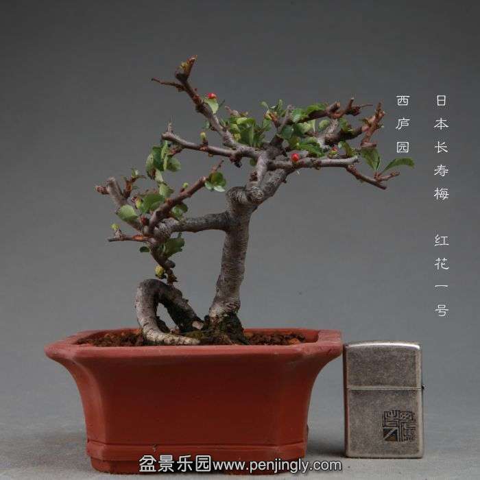 bonsai141112B18.jpg