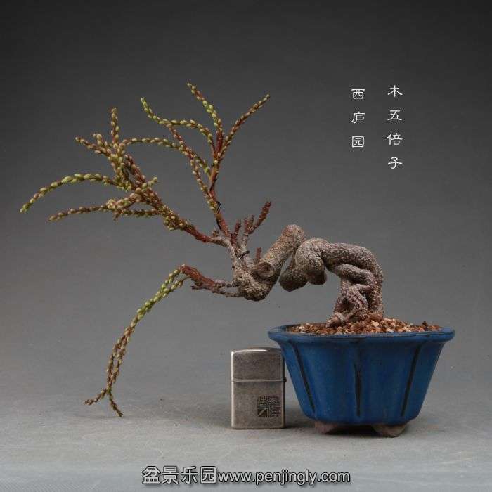 bonsai14111301.jpg