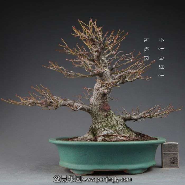 bonsai14111305.jpg