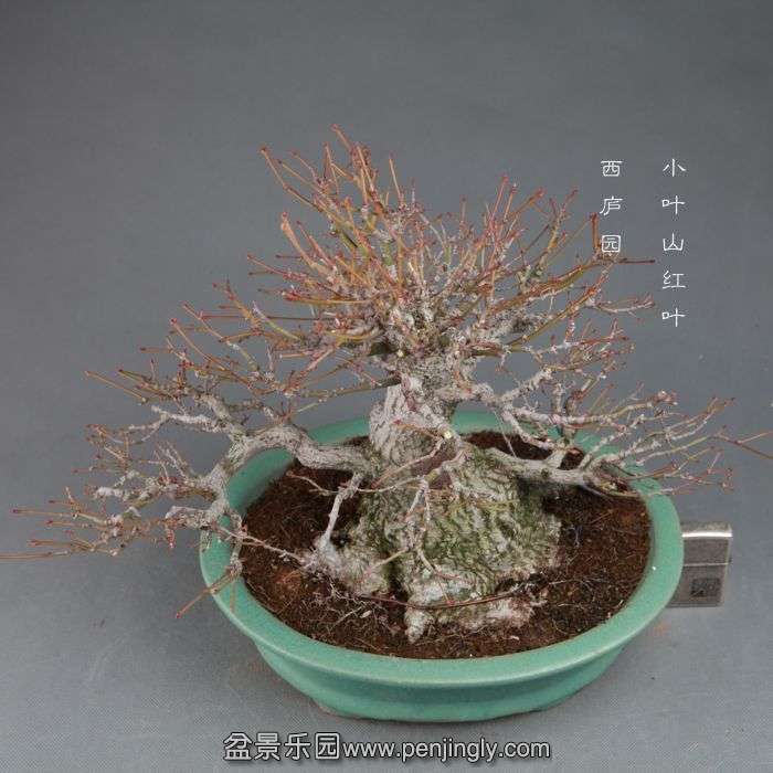 bonsai14111306.jpg