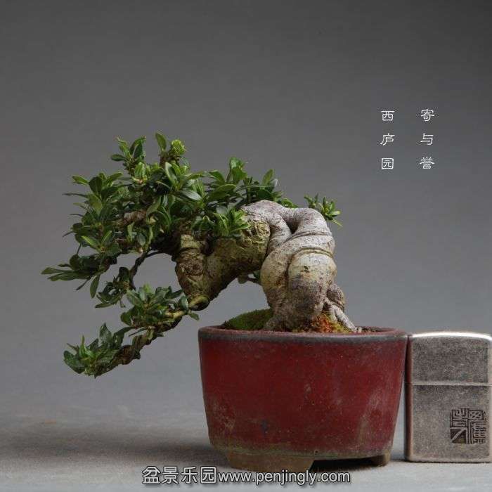 bonsai14111311.jpg