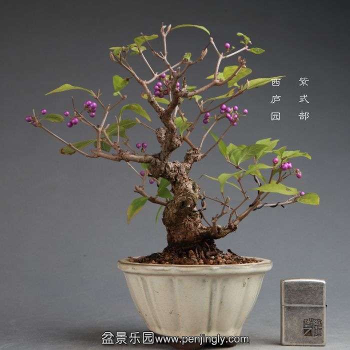 bonsai14111313.jpg