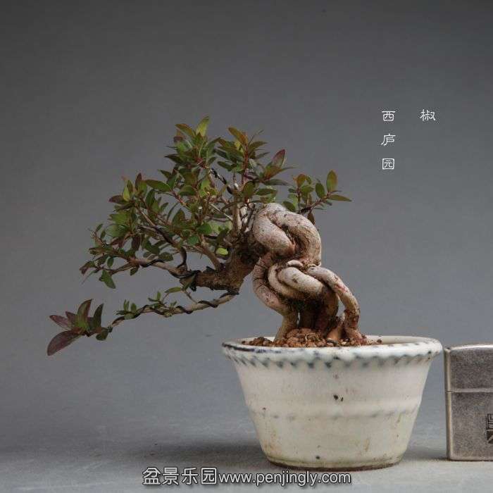 bonsai14111317.jpg