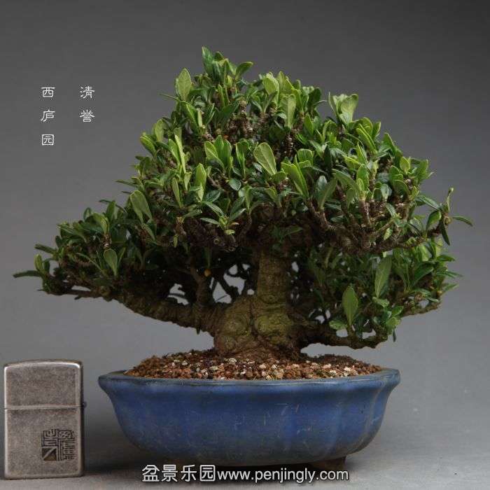 bonsai14111319.jpg