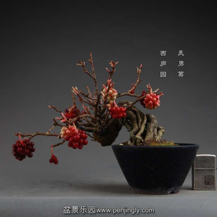 bonsai141114A01.jpg