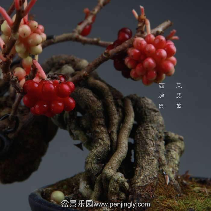 bonsai141114A02.jpg