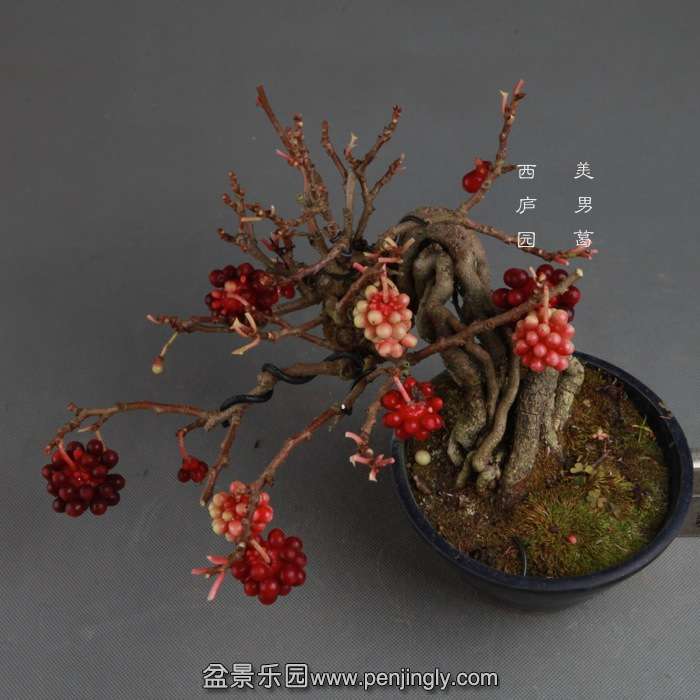 bonsai141114A03.jpg